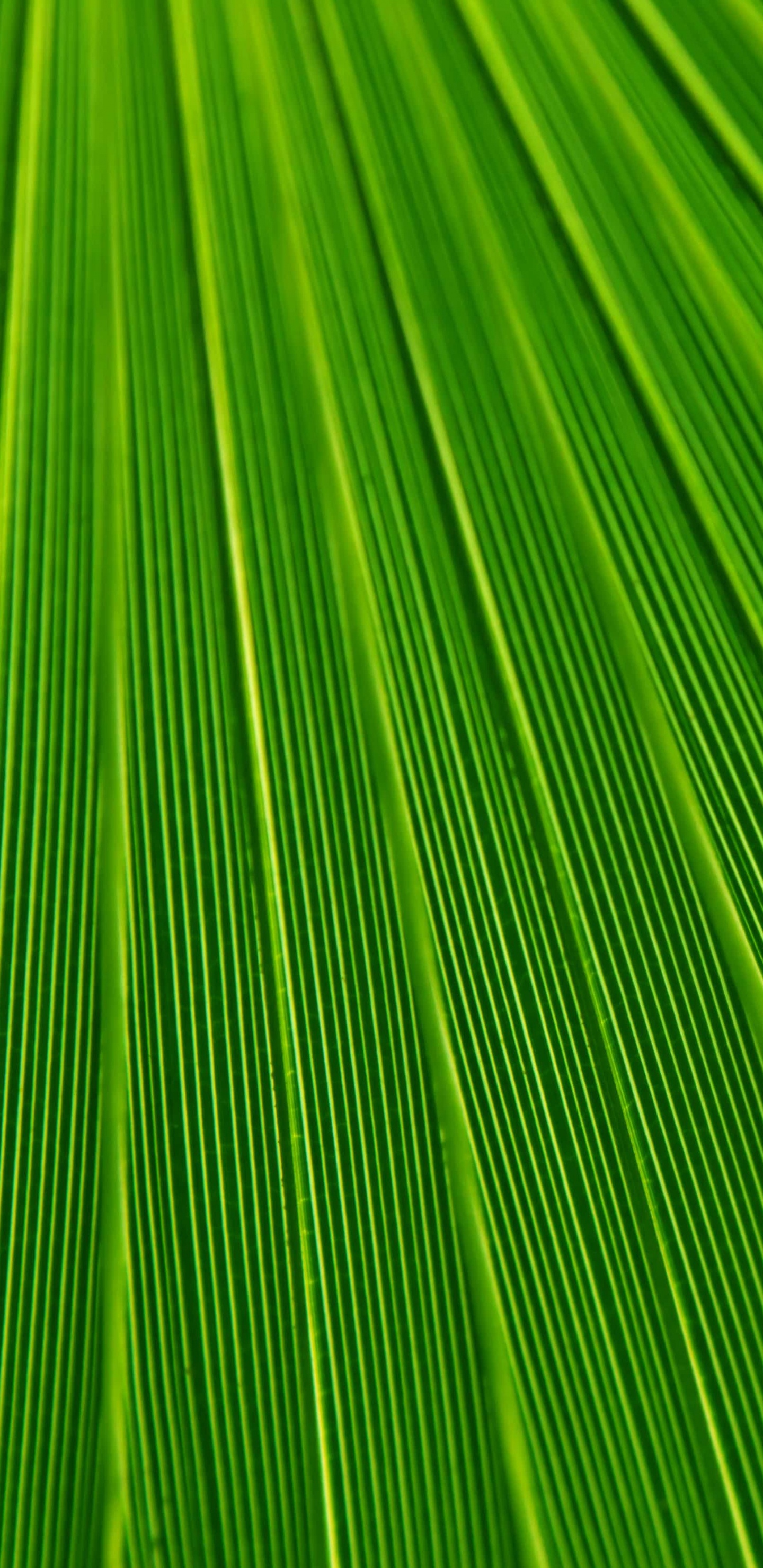 棕榈树, 纹理, 绿色的, 草, 草家庭 壁纸 1440x2960 允许