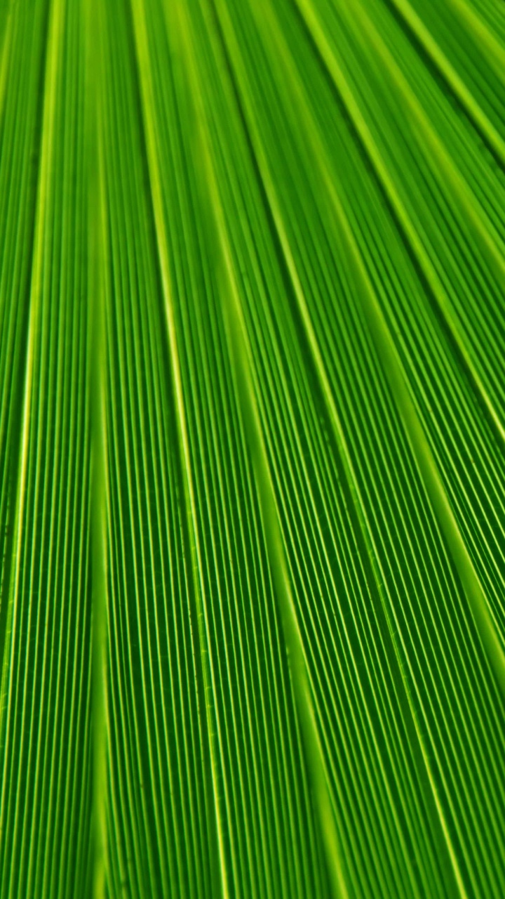 棕榈树, 纹理, 绿色的, 草, 草家庭 壁纸 720x1280 允许