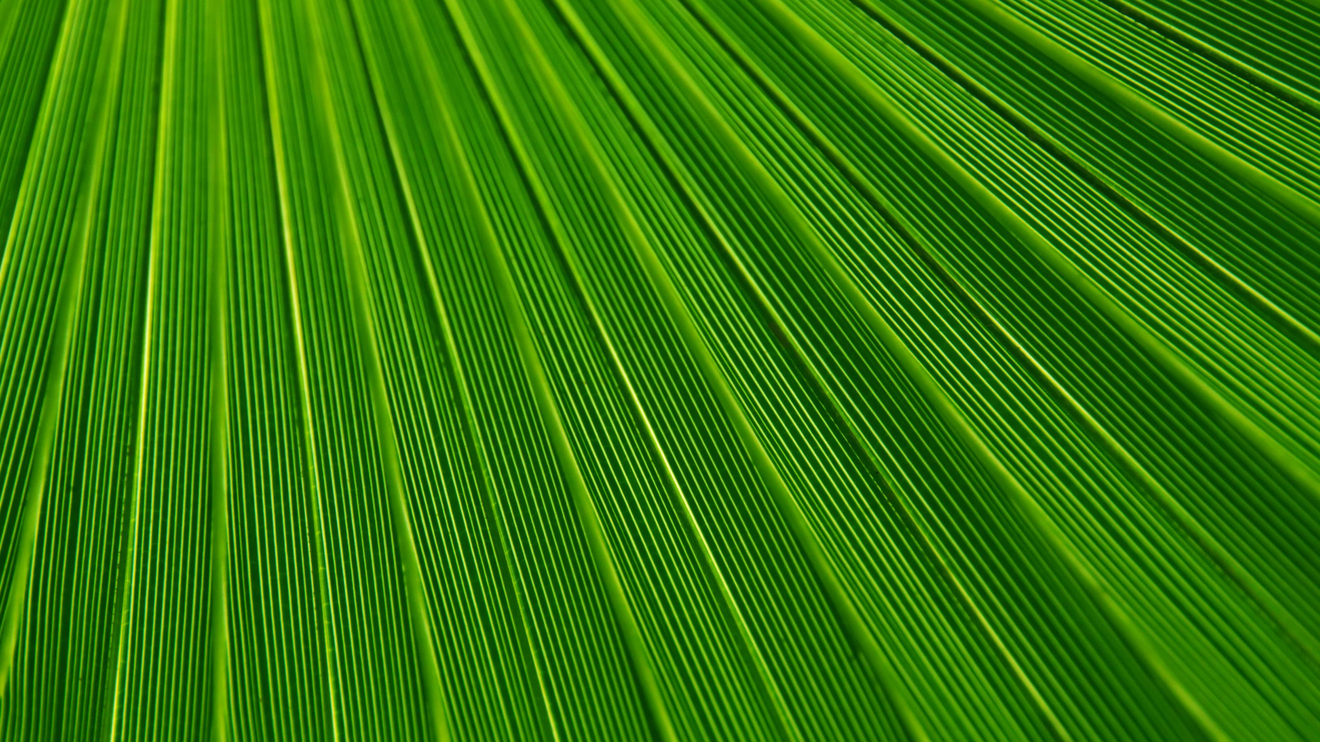 Textil de Rayas Verdes y Amarillas. Wallpaper in 1920x1080 Resolution