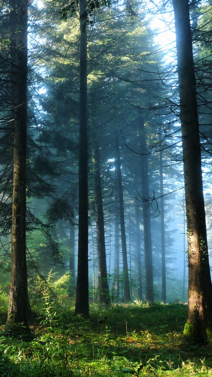 Green Trees on Forest During Daytime. Wallpaper in 720x1280 Resolution