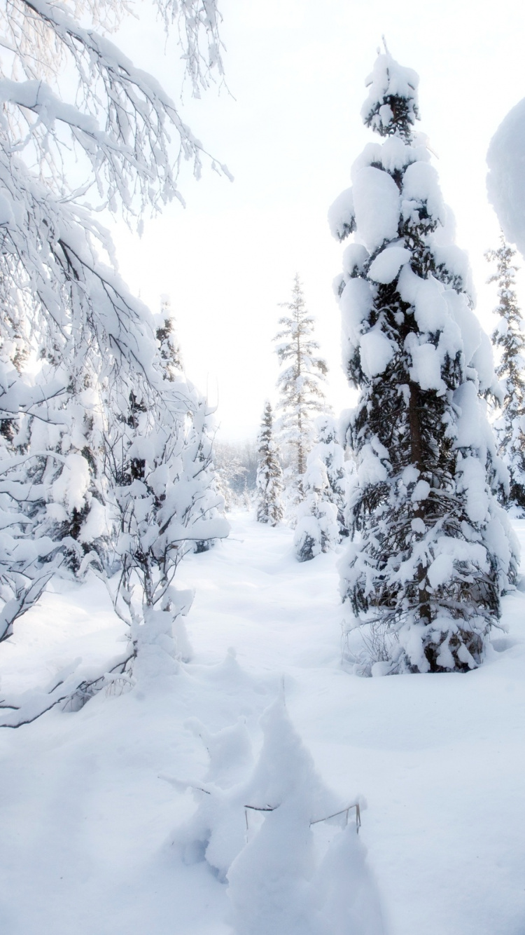Snow Covered Trees During Daytime. Wallpaper in 750x1334 Resolution