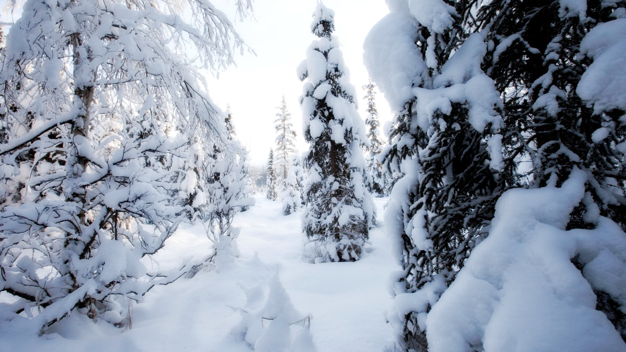 Arbres Couverts de Neige Pendant la Journée. Wallpaper in 1280x720 Resolution