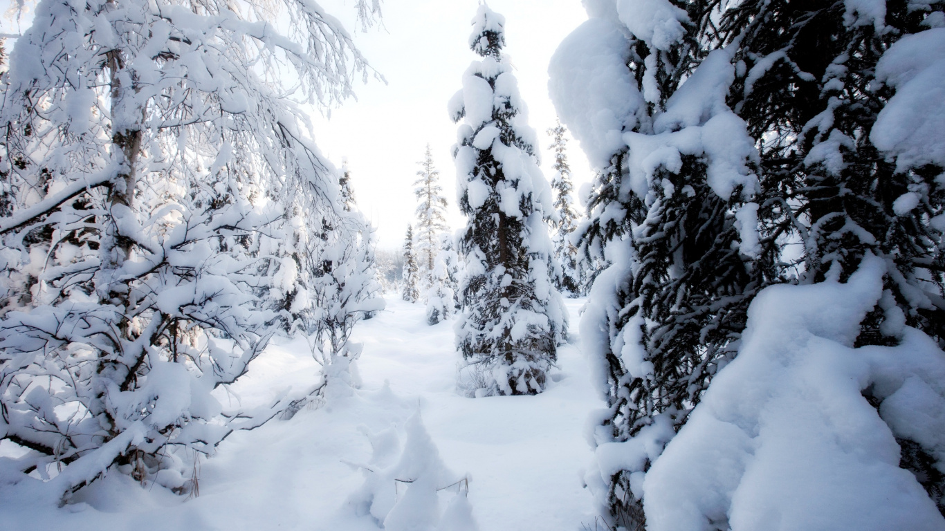 Arbres Couverts de Neige Pendant la Journée. Wallpaper in 1366x768 Resolution