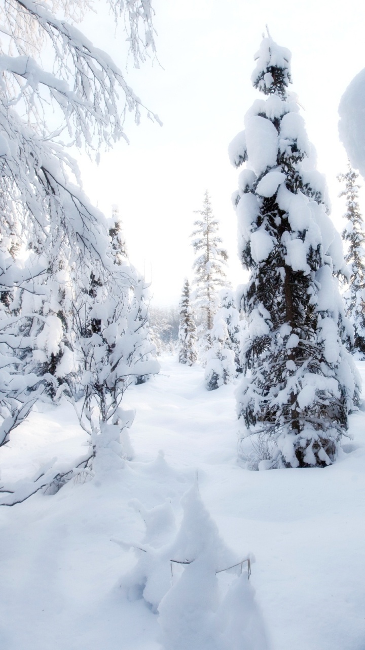Schneebedeckte Bäume Tagsüber. Wallpaper in 720x1280 Resolution