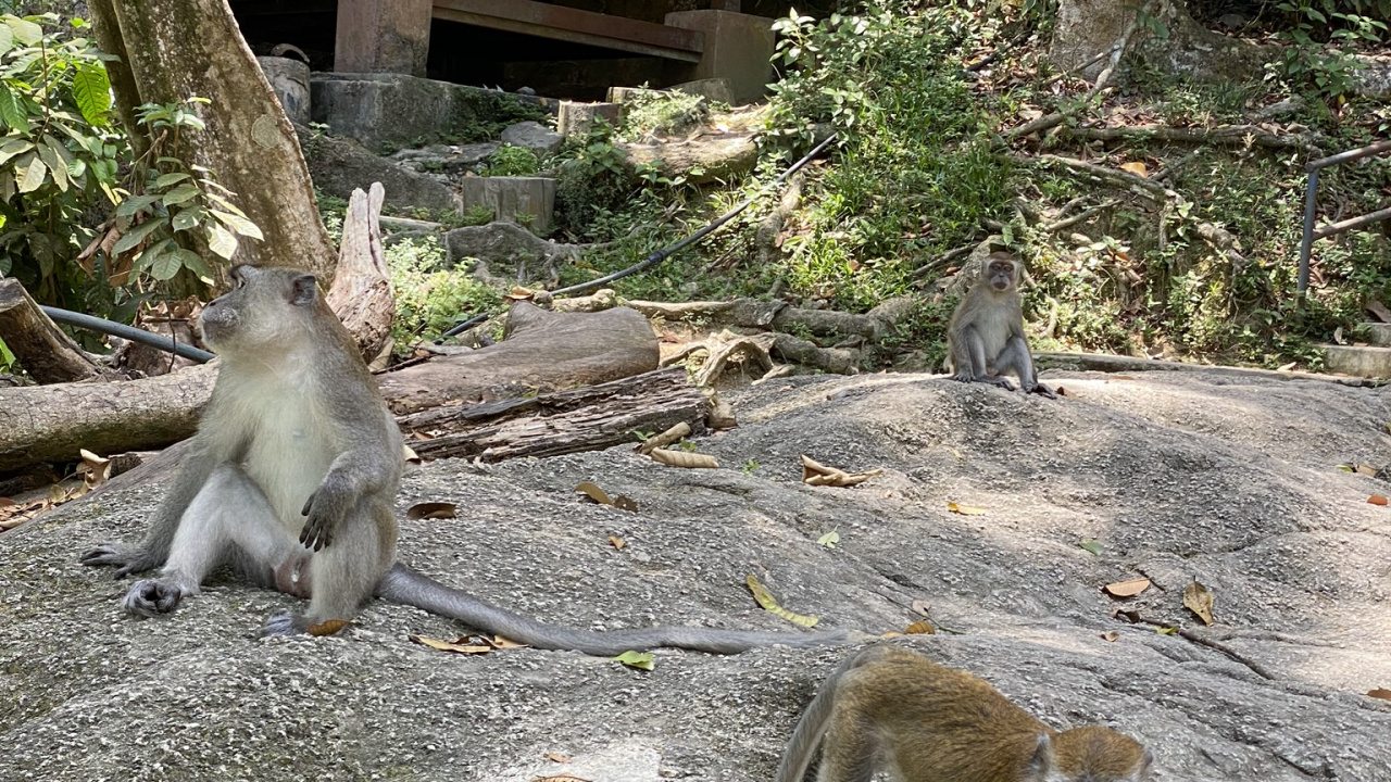 Macacos, Monos Del Viejo Mundo, Madera, Los Animales Terrestres, Adaptación. Wallpaper in 1280x720 Resolution