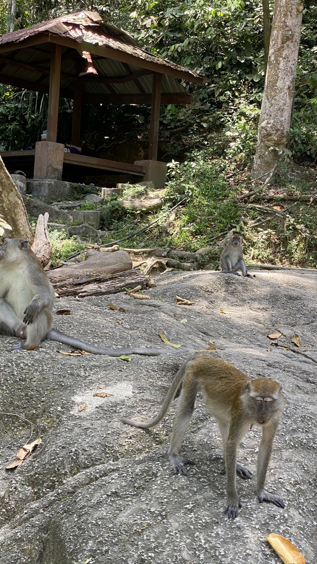 Macaques, Old World Monkeys, Wood, Terrestrial Animal, Adaptation. Wallpaper in 1080x1920 Resolution