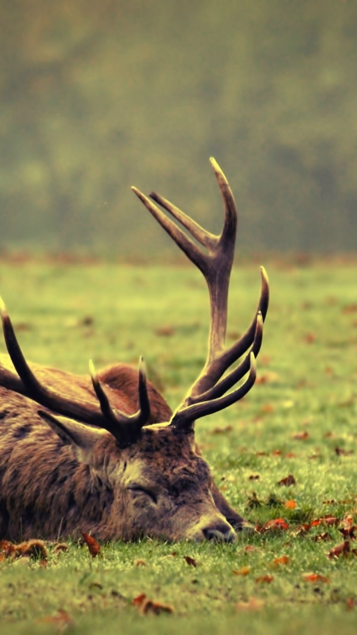 Brown Deer on Green Grass Field During Daytime. Wallpaper in 720x1280 Resolution