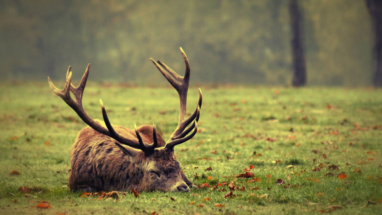 Braunhirsch Auf Grüner Wiese Tagsüber. Wallpaper in 1280x720 Resolution