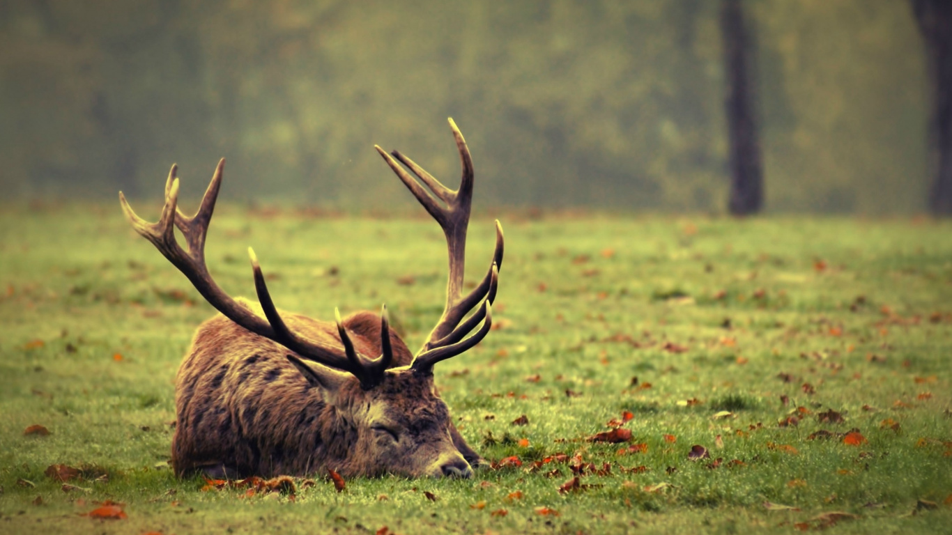 Braunhirsch Auf Grüner Wiese Tagsüber. Wallpaper in 1366x768 Resolution