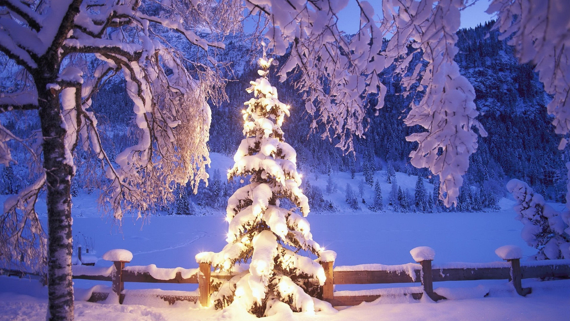 Snow Covered Trees During Daytime. Wallpaper in 1920x1080 Resolution