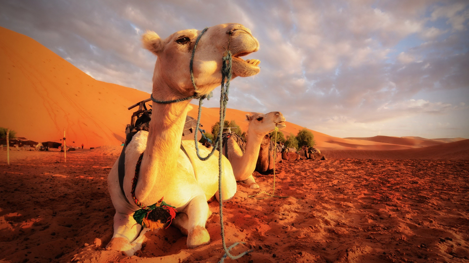 White and Brown Camel on Brown Sand During Daytime. Wallpaper in 1920x1080 Resolution