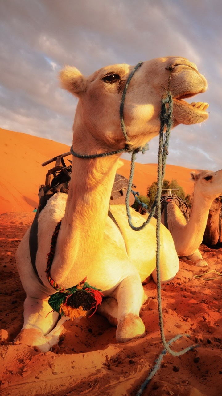 White and Brown Camel on Brown Sand During Daytime. Wallpaper in 720x1280 Resolution