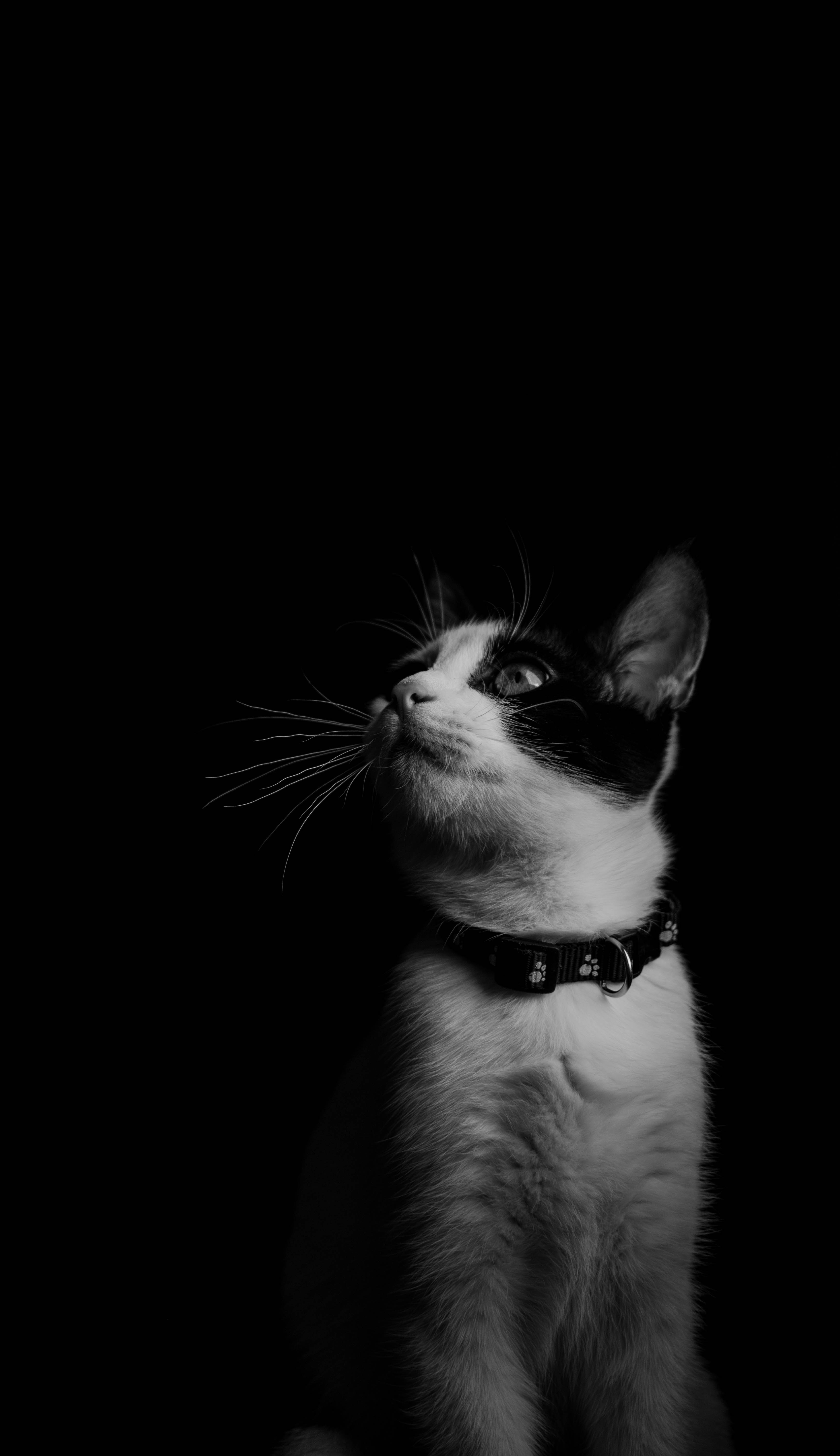 Fondos de Pantalla Gato Atigrado Marrón en Fondo Negro, Imágenes y Fotos  Gratis