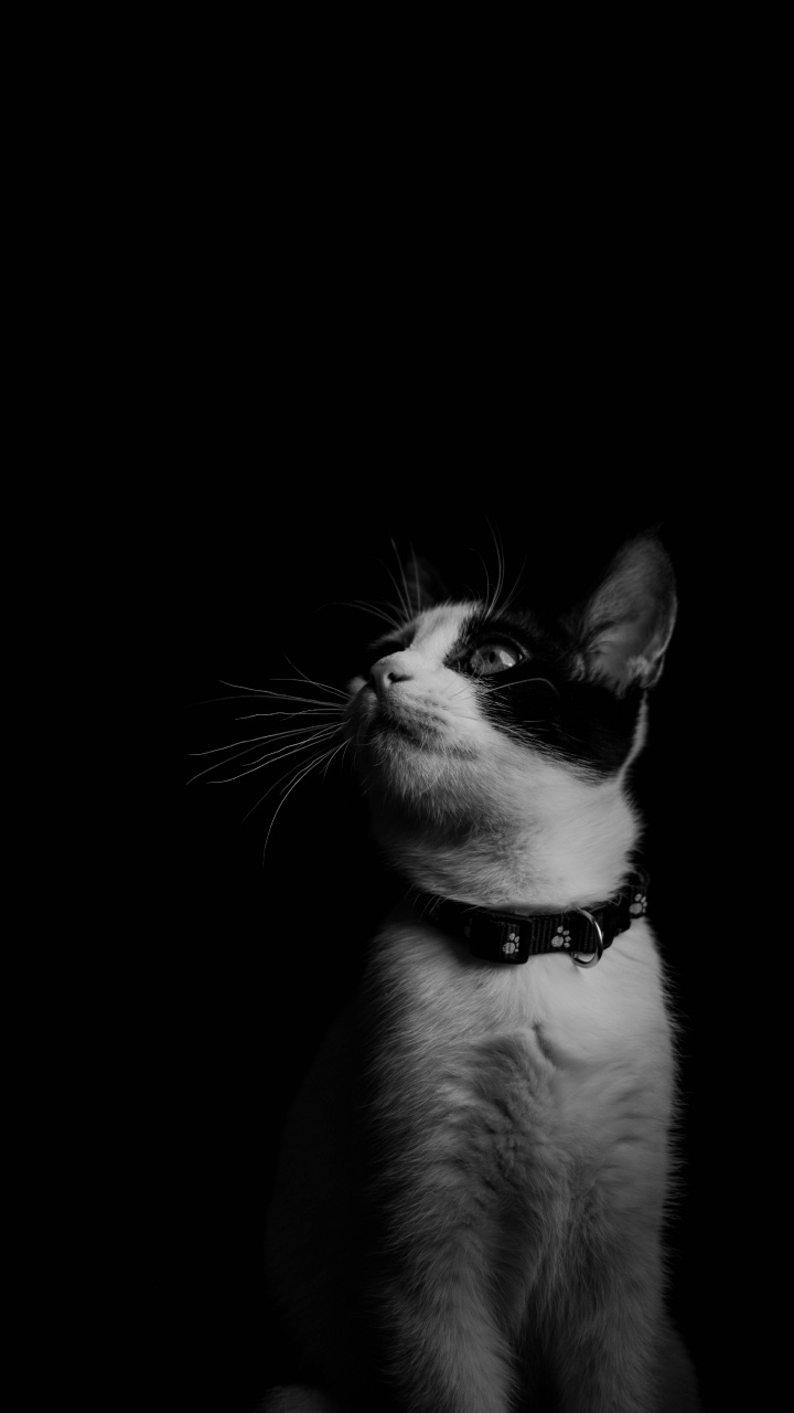 Graustufenfoto Einer Katze Mit Schwarzem Hintergrund. Wallpaper in 720x1280 Resolution