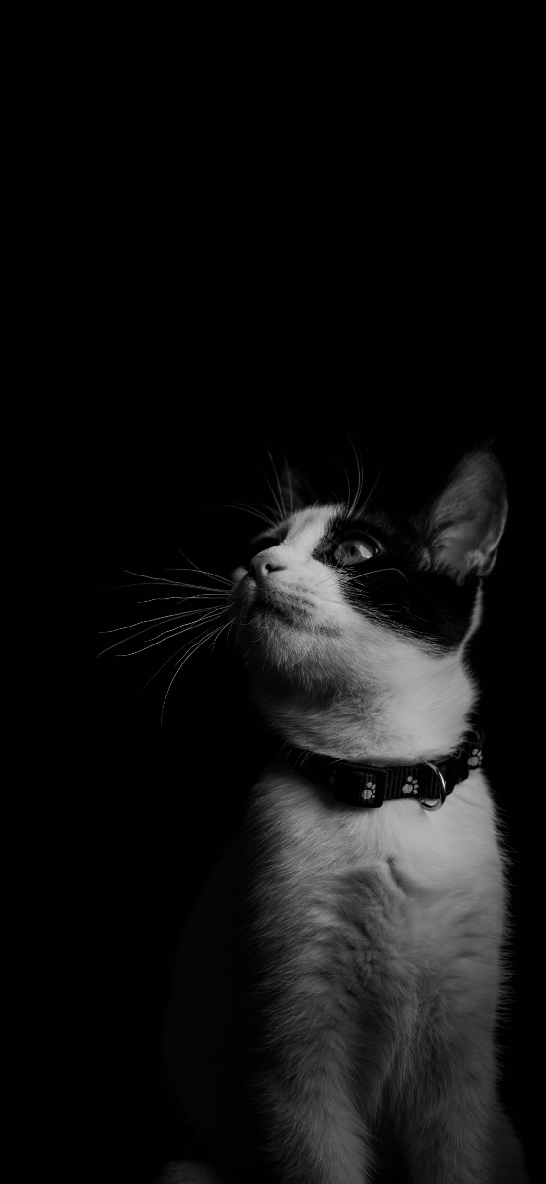 Grayscale Photo of Cat With Black Background. Wallpaper in 1125x2436 Resolution