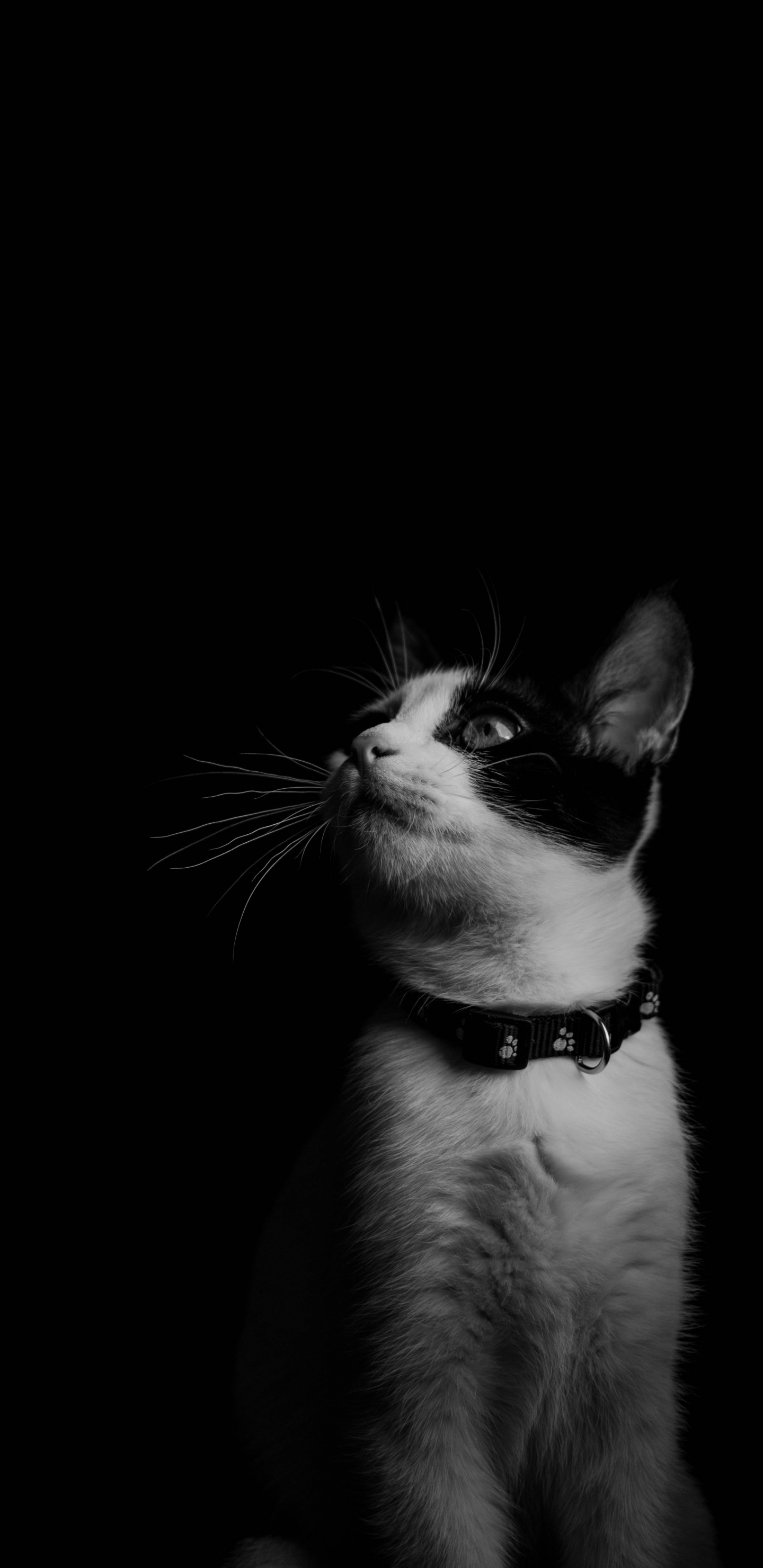 Grayscale Photo of Cat With Black Background. Wallpaper in 1440x2960 Resolution