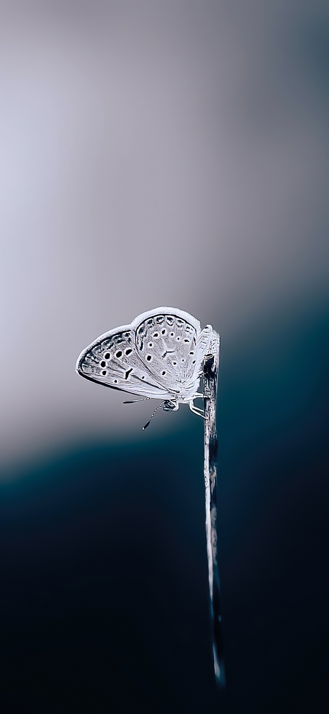 Eau, Main, Liquid, Fluide, Humidité. Wallpaper in 1125x2436 Resolution