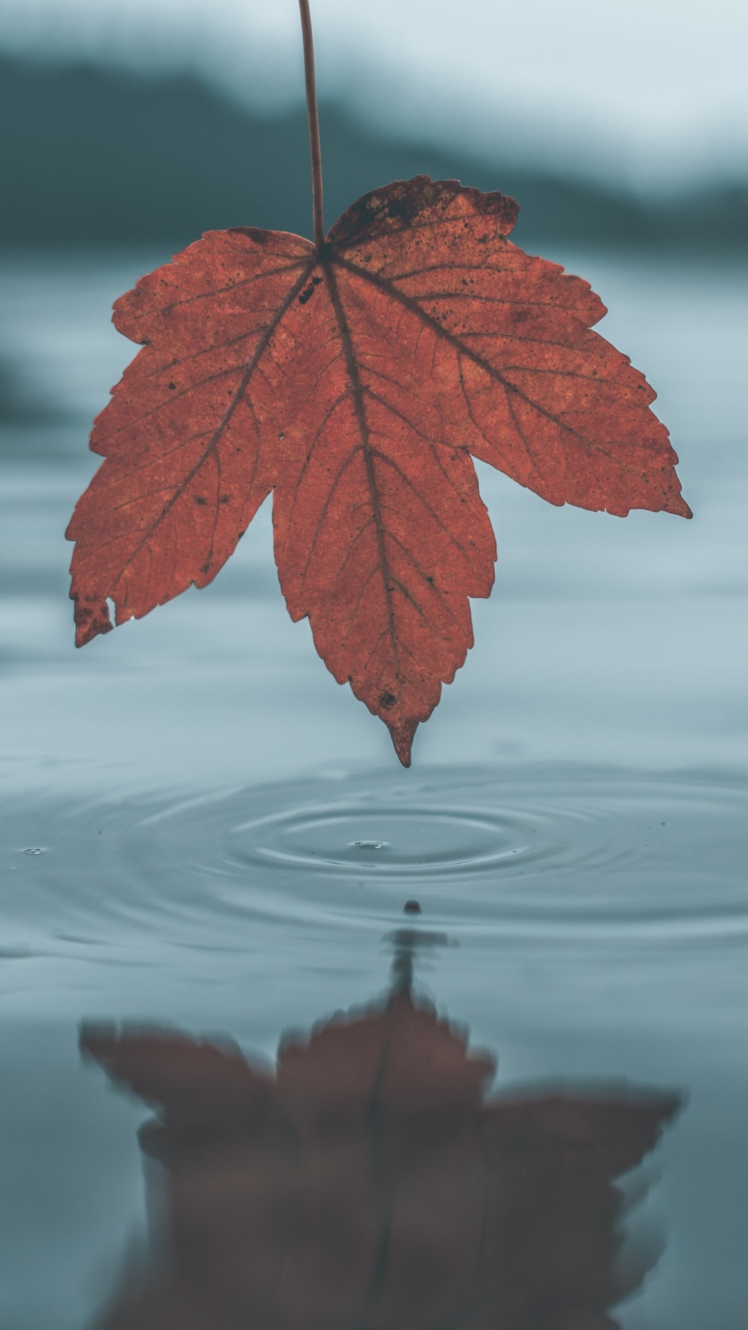 Leaf, Water, Tree, Reflection, Red. Wallpaper in 1080x1920 Resolution