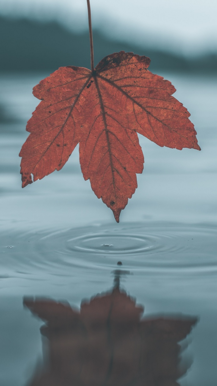 Leaf, Water, Tree, Reflection, Red. Wallpaper in 720x1280 Resolution