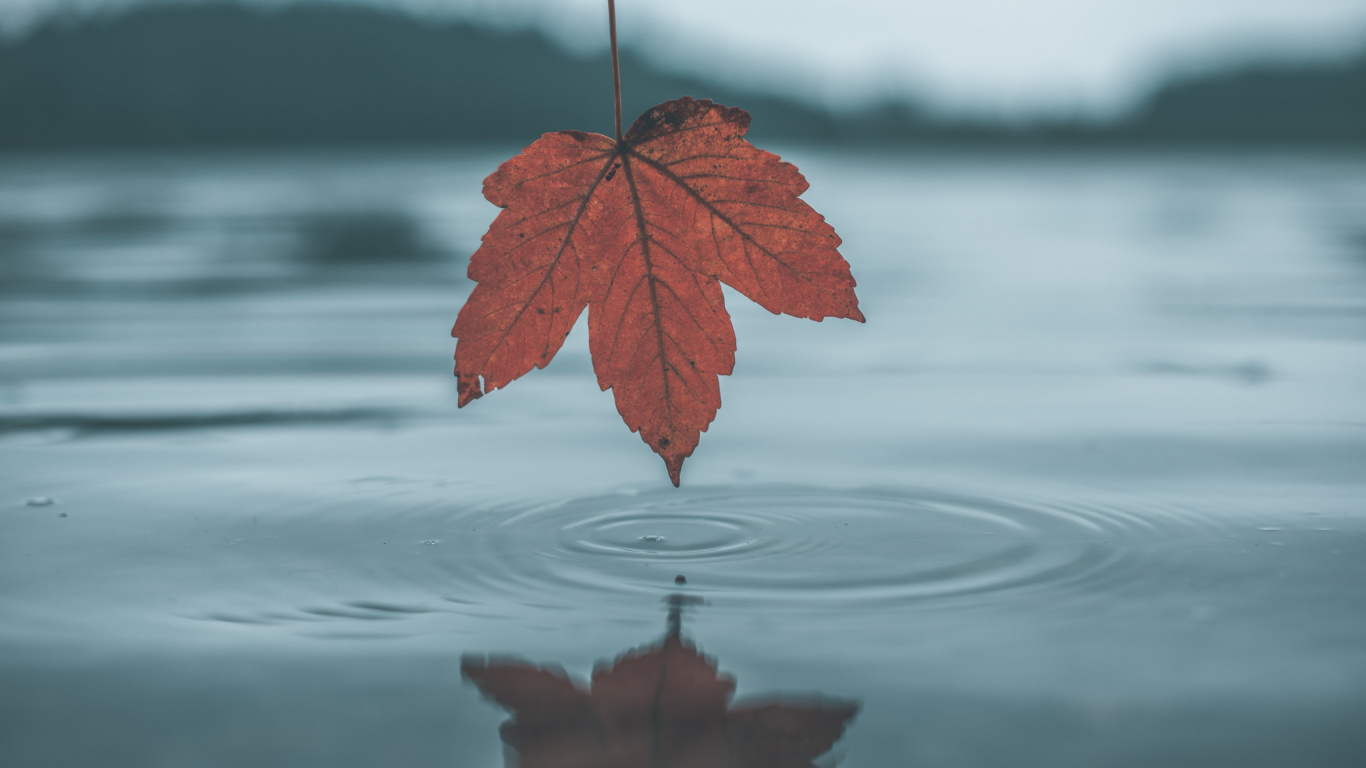 Blatt, Wasser, Baum, Reflexion, Maple Leaf. Wallpaper in 1366x768 Resolution