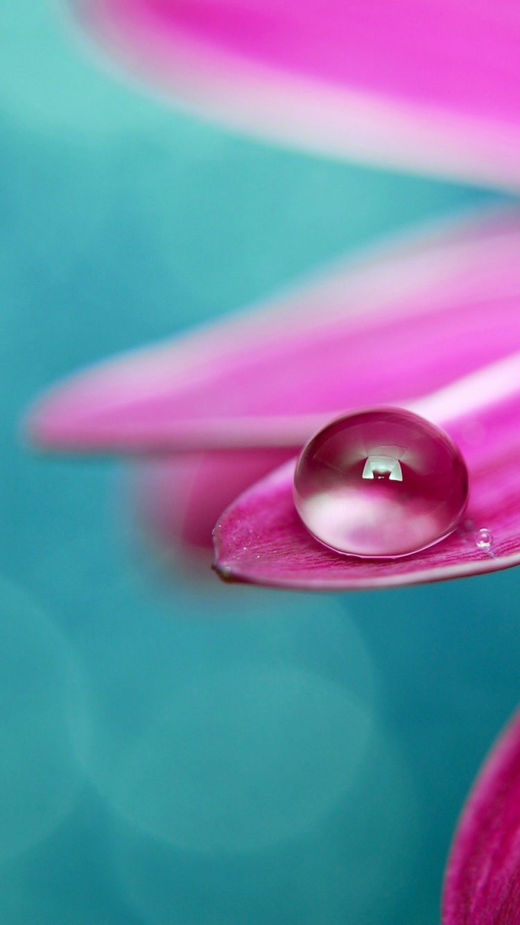 Water Dew on Purple Flower. Wallpaper in 750x1334 Resolution