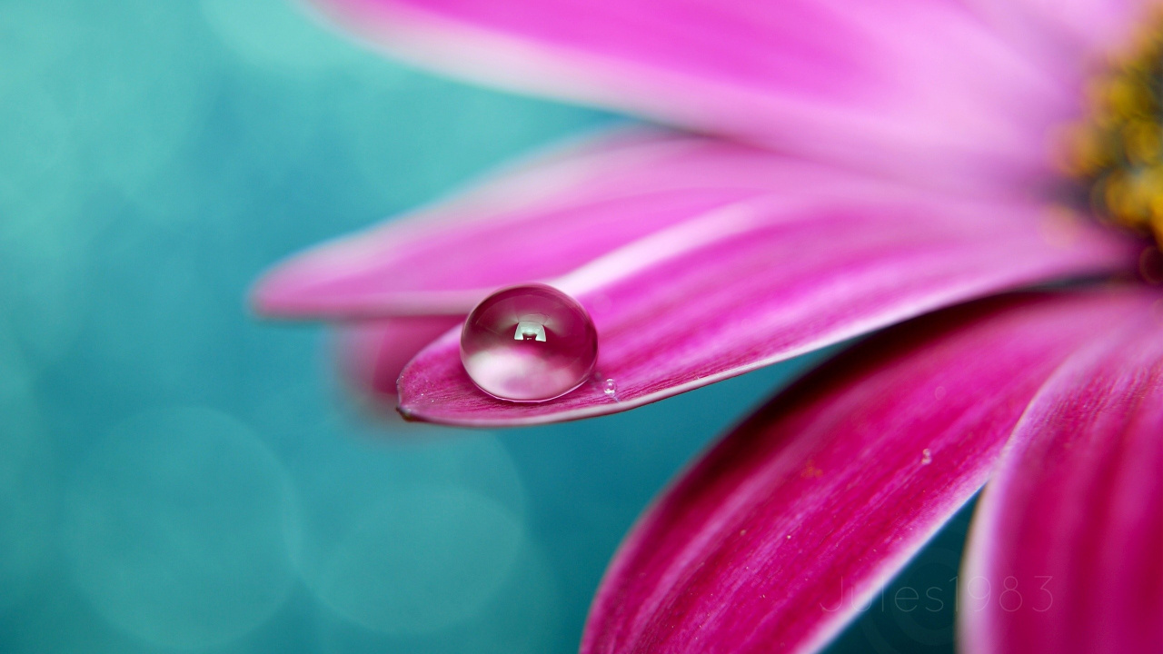 Rosée de L'eau Sur Fleur Violette. Wallpaper in 1280x720 Resolution