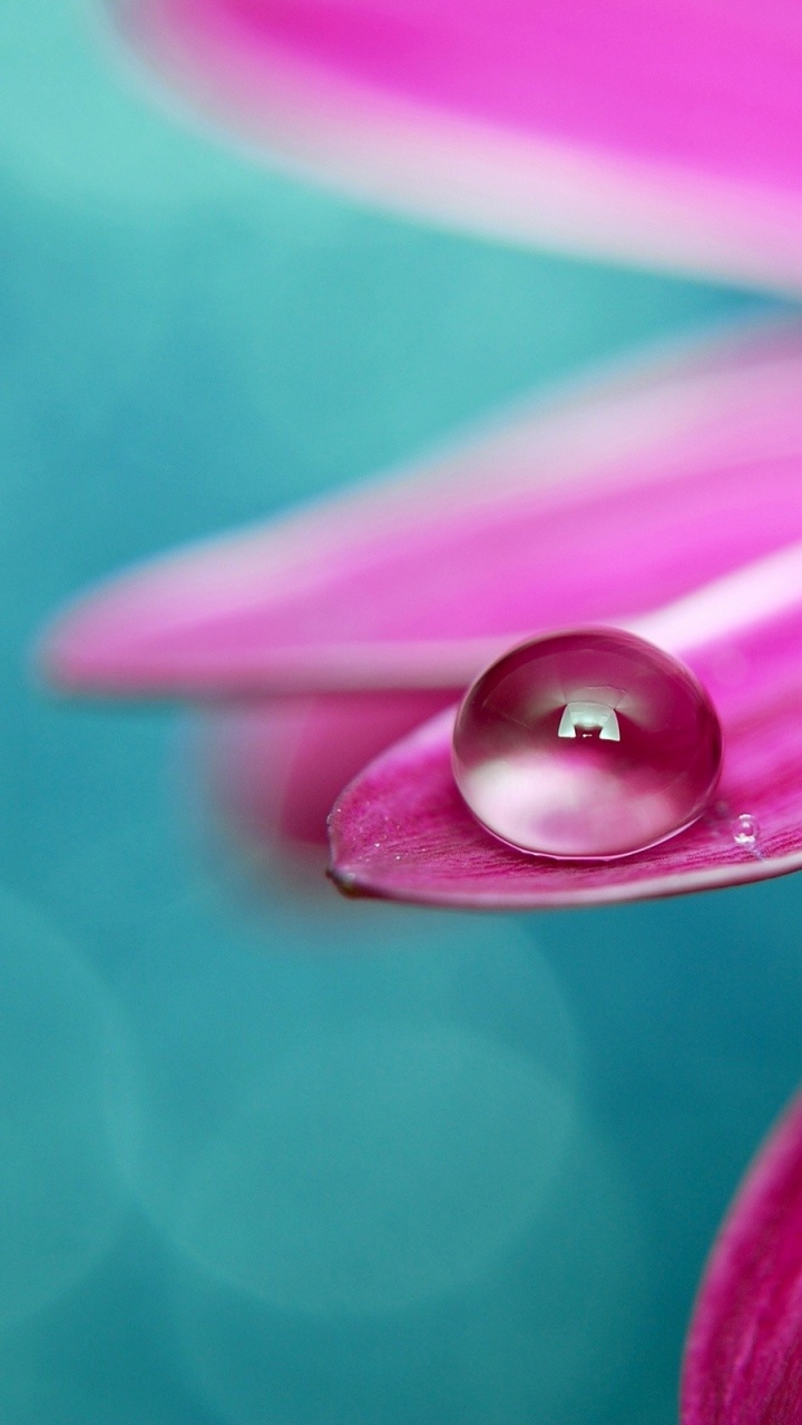 Wassertau Auf Lila Blume. Wallpaper in 720x1280 Resolution