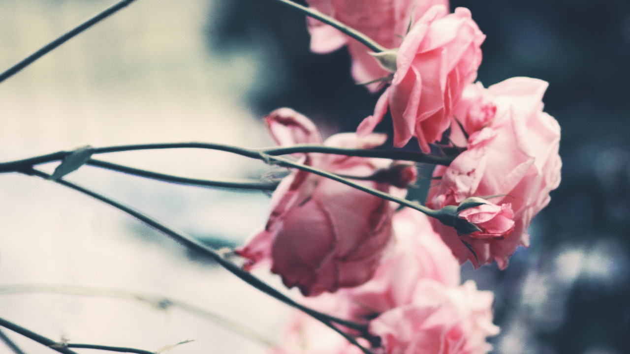 Pink Flower in Tilt Shift Lens. Wallpaper in 1280x720 Resolution