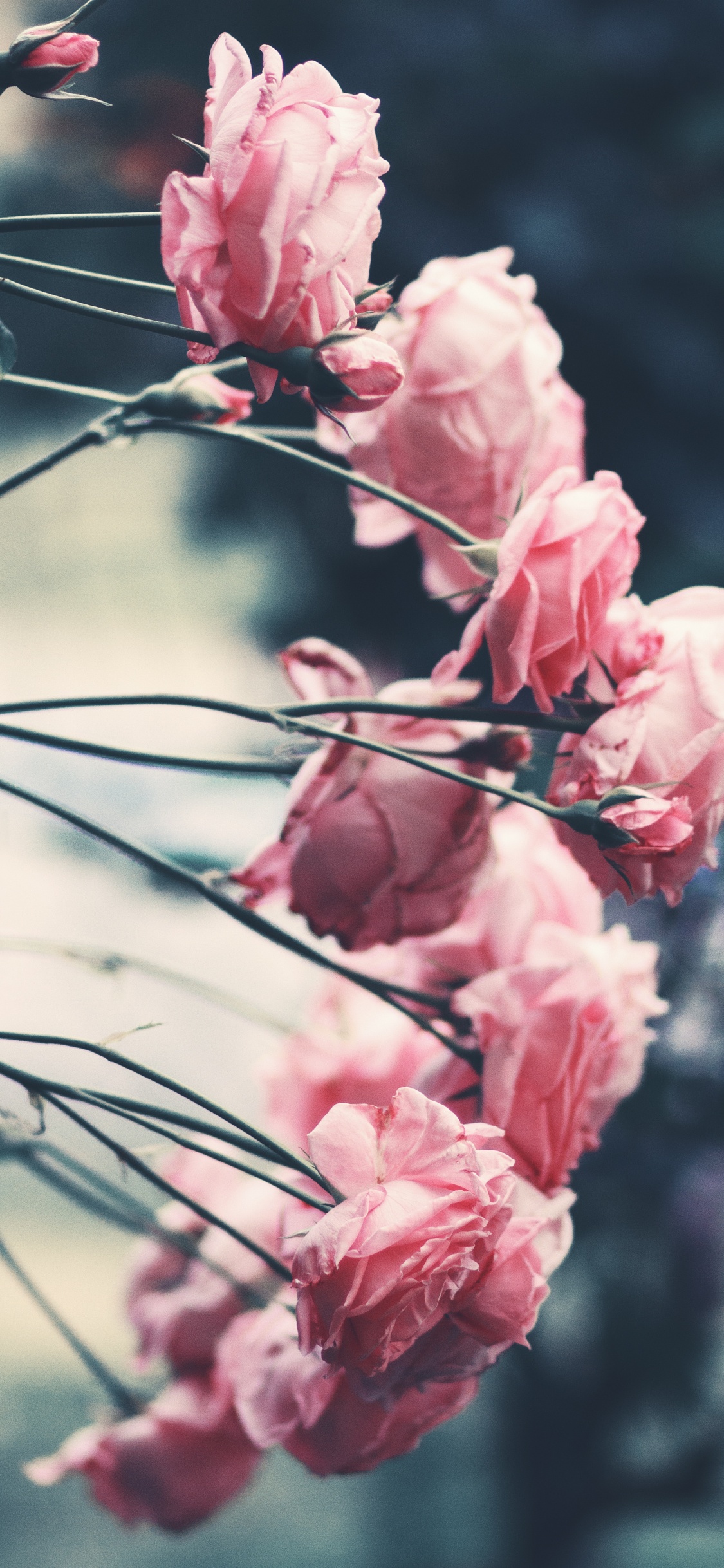 Rosa Blume in Tilt-Shift-Linse. Wallpaper in 1125x2436 Resolution