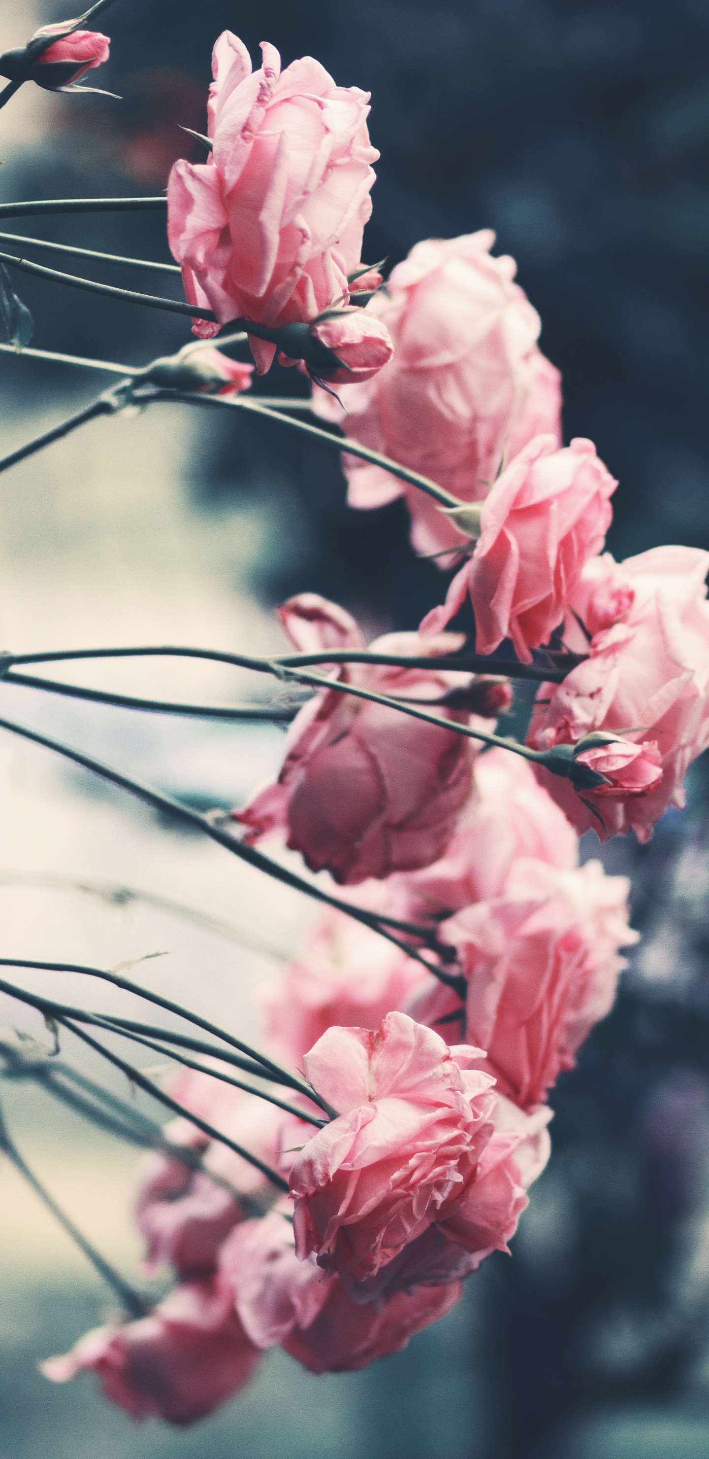 Rosa Blume in Tilt-Shift-Linse. Wallpaper in 1440x2960 Resolution