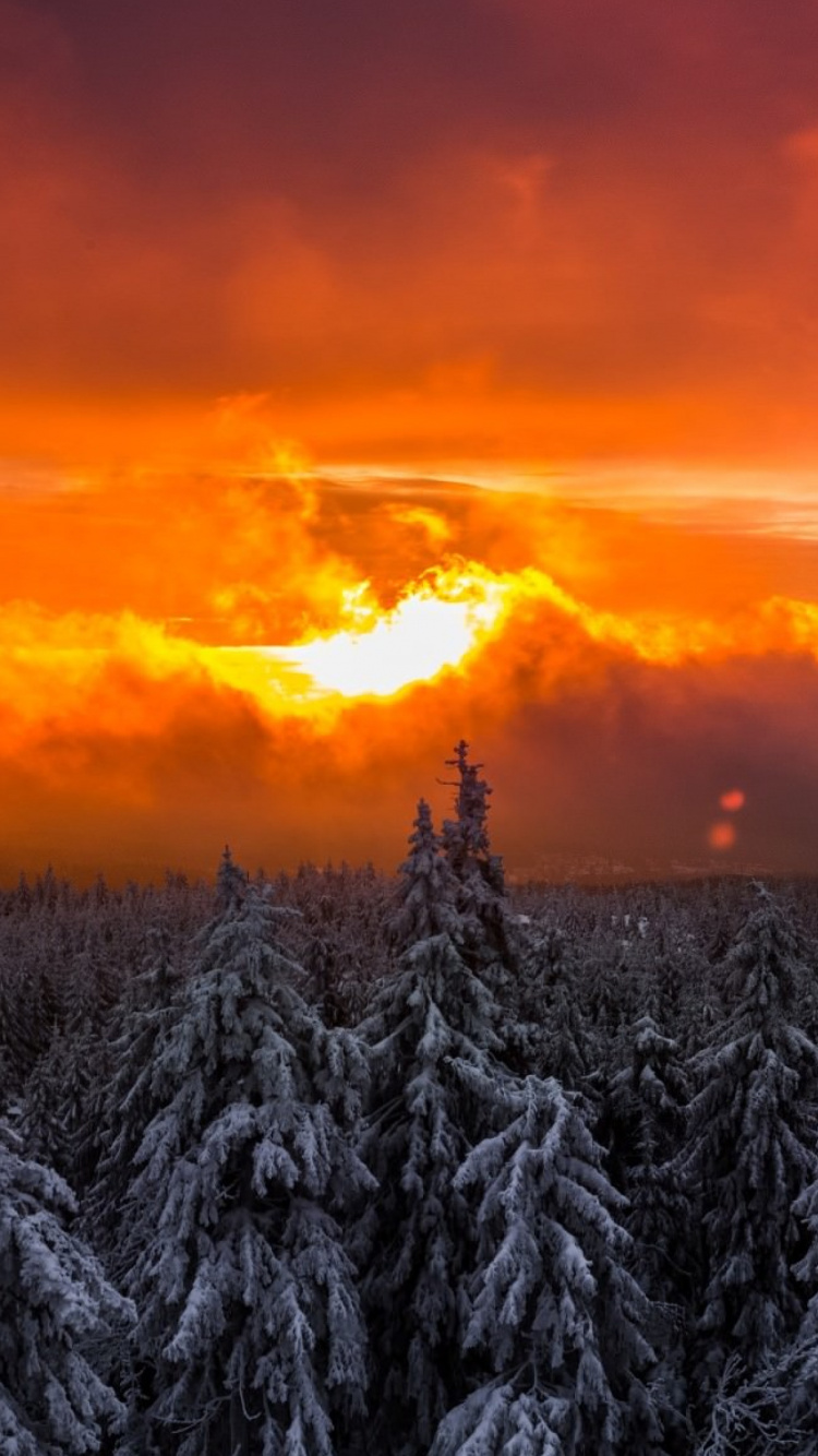 Green Pine Trees During Sunset. Wallpaper in 750x1334 Resolution