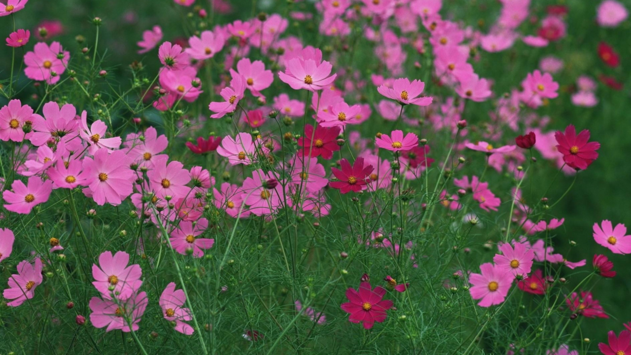 Pink Flowers With Green Leaves. Wallpaper in 1280x720 Resolution