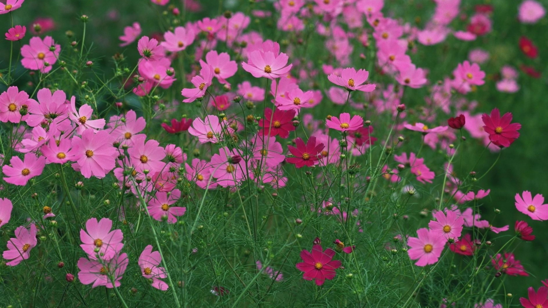 Pink Flowers With Green Leaves. Wallpaper in 1920x1080 Resolution