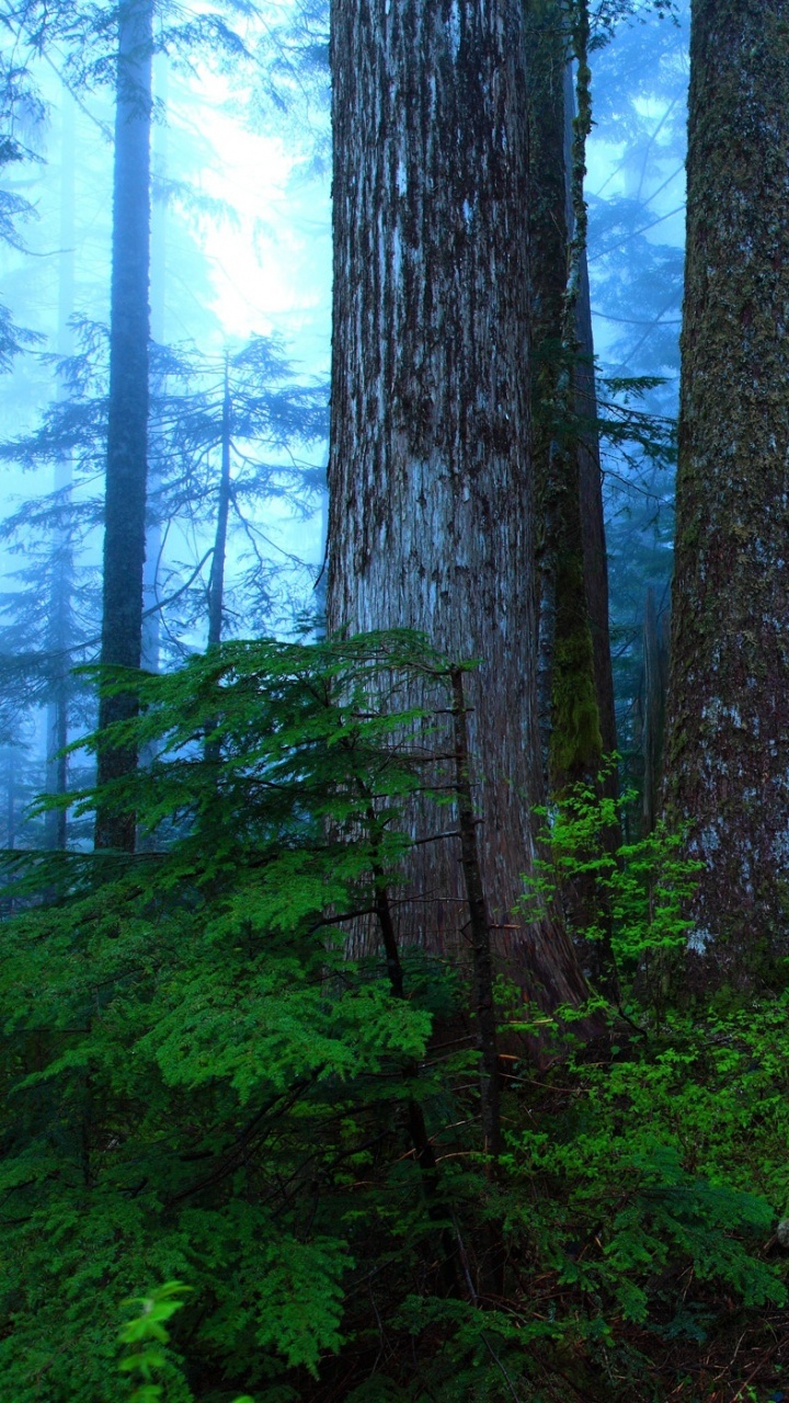 Graue Betonstraße Zwischen Grünen Bäumen Tagsüber. Wallpaper in 720x1280 Resolution