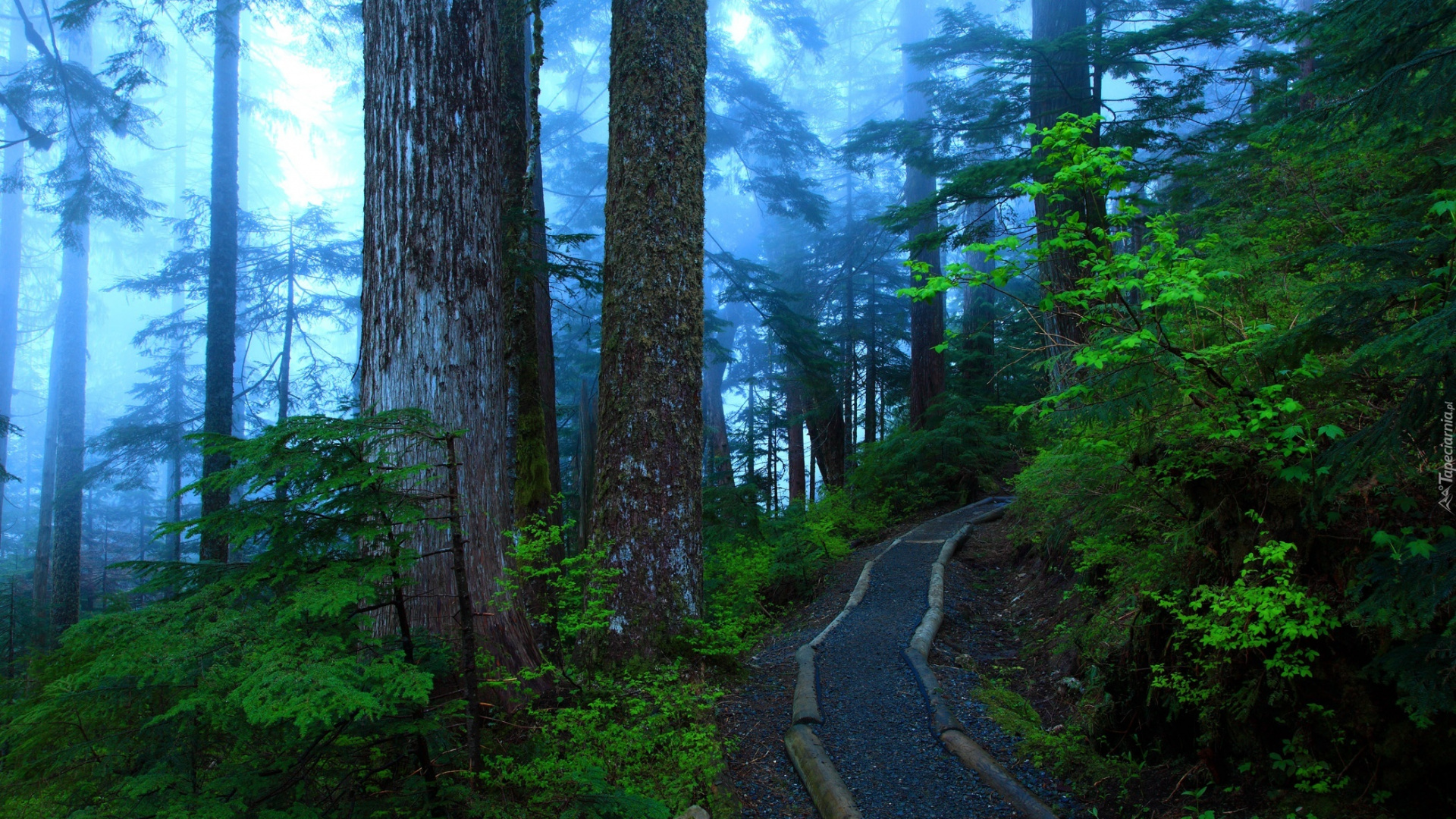 Gray Concrete Road Between Green Trees During Daytime. Wallpaper in 1920x1080 Resolution