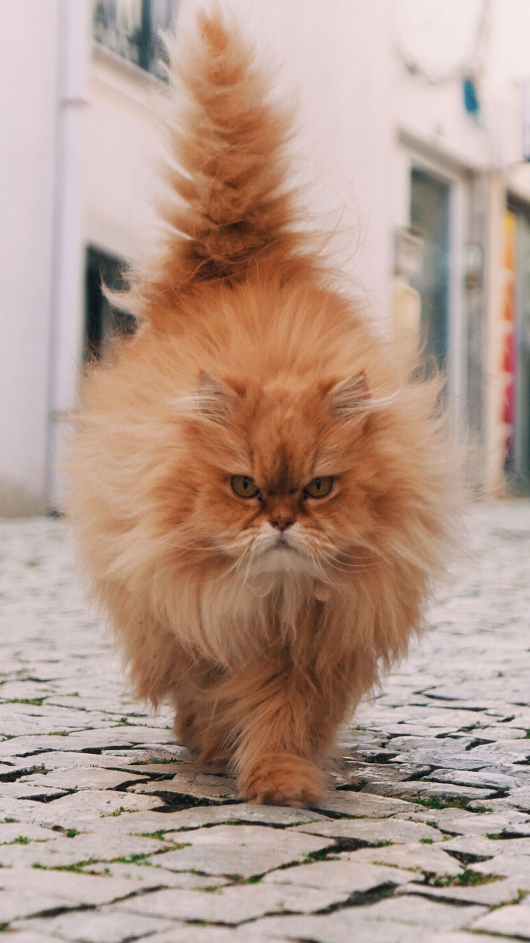 Orange Tabby Cat on Gray Concrete Floor. Wallpaper in 1080x1920 Resolution