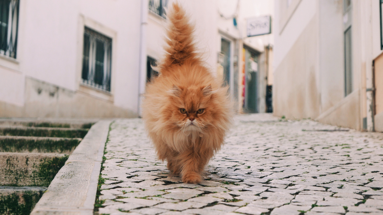 Orange Tabby Cat on Gray Concrete Floor. Wallpaper in 1280x720 Resolution