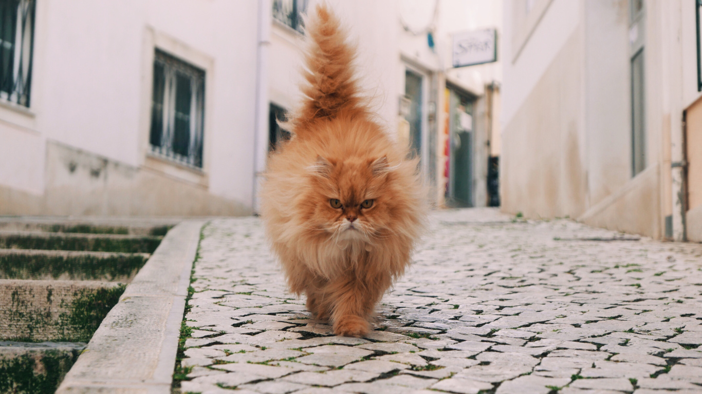 Orange Tabby Cat on Gray Concrete Floor. Wallpaper in 1366x768 Resolution