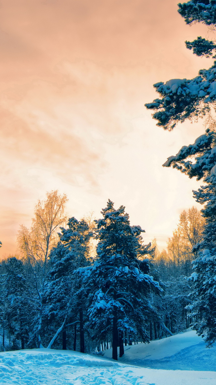Green Trees Covered With Snow During Daytime. Wallpaper in 750x1334 Resolution