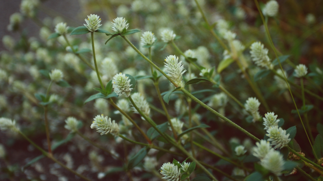 Capullos de Flores Verdes y Blancas. Wallpaper in 1366x768 Resolution