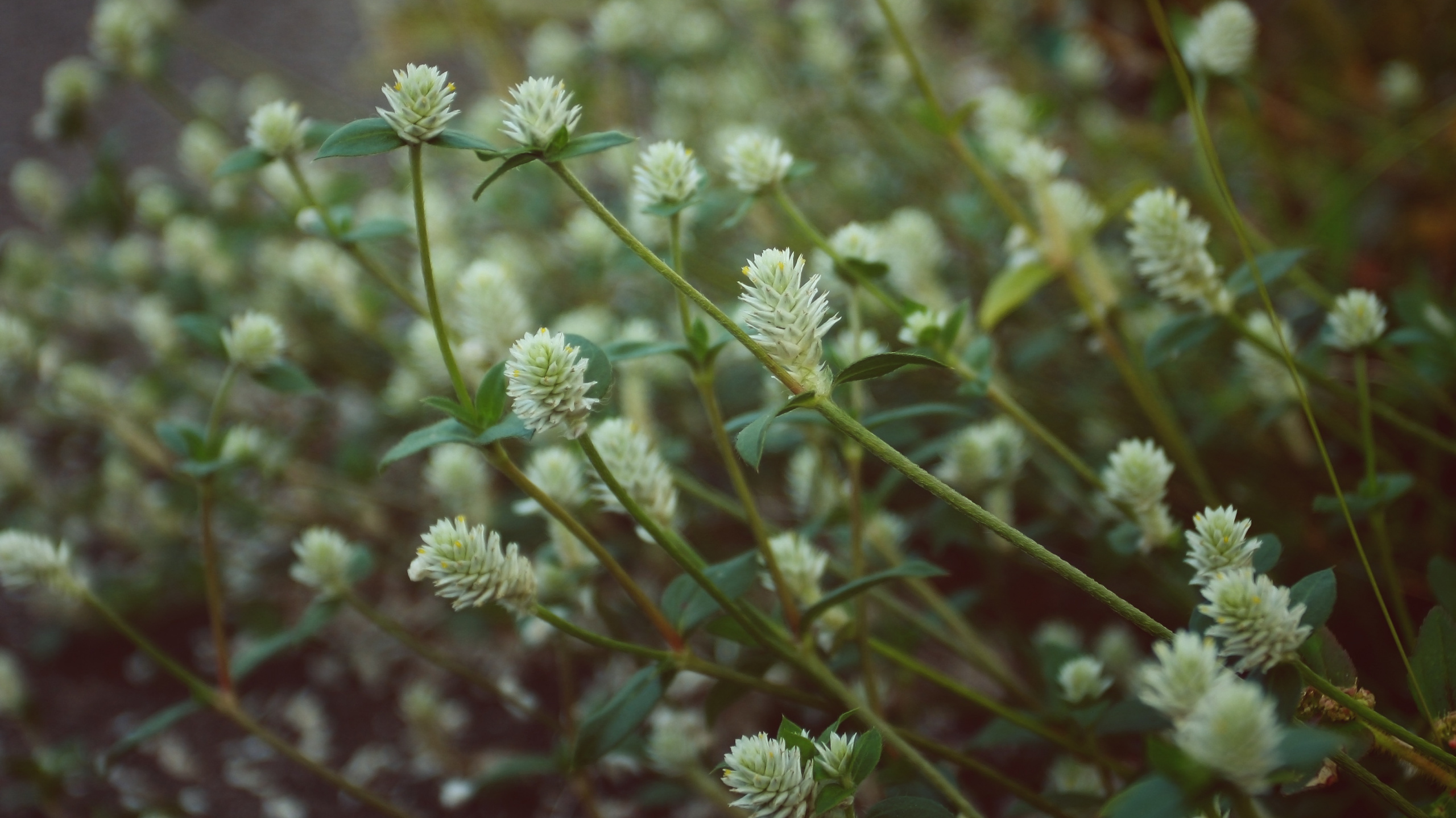 Green and White Flower Buds. Wallpaper in 2560x1440 Resolution