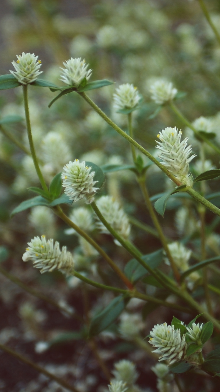 Boutons Floraux Verts et Blancs. Wallpaper in 750x1334 Resolution