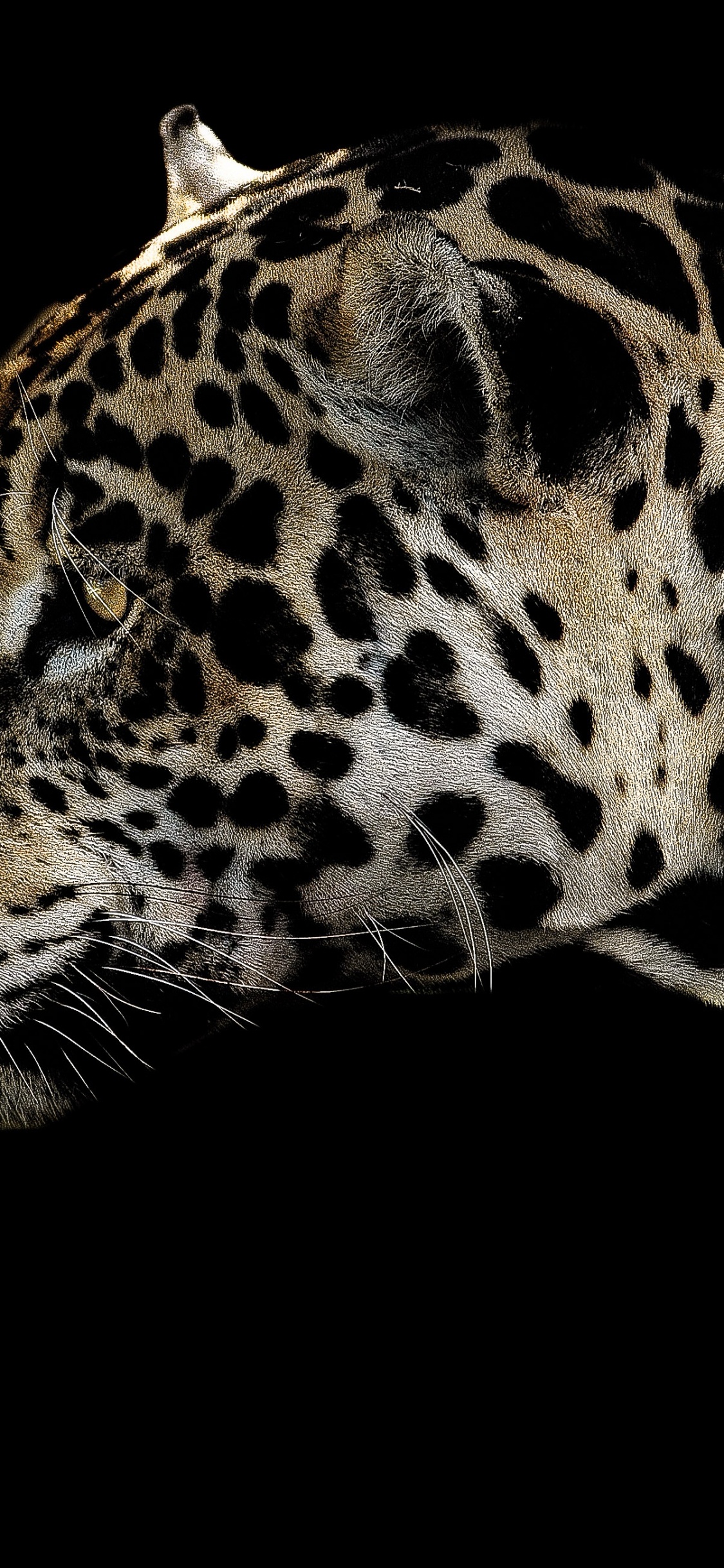 Braune Und Schwarze Leopardenillustration. Wallpaper in 1125x2436 Resolution