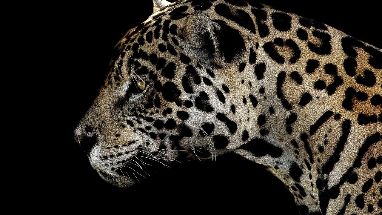 Ilustración de Leopardo Marrón y Negro. Wallpaper in 1280x720 Resolution