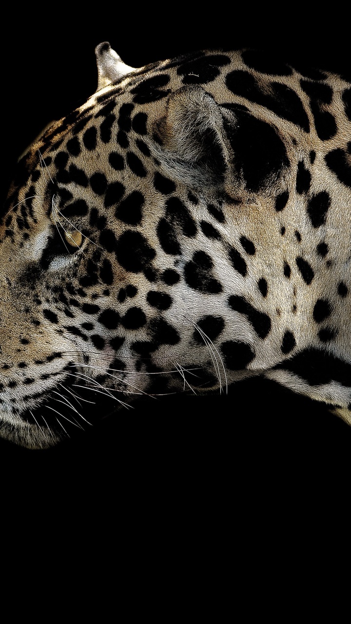 Ilustración de Leopardo Marrón y Negro. Wallpaper in 720x1280 Resolution