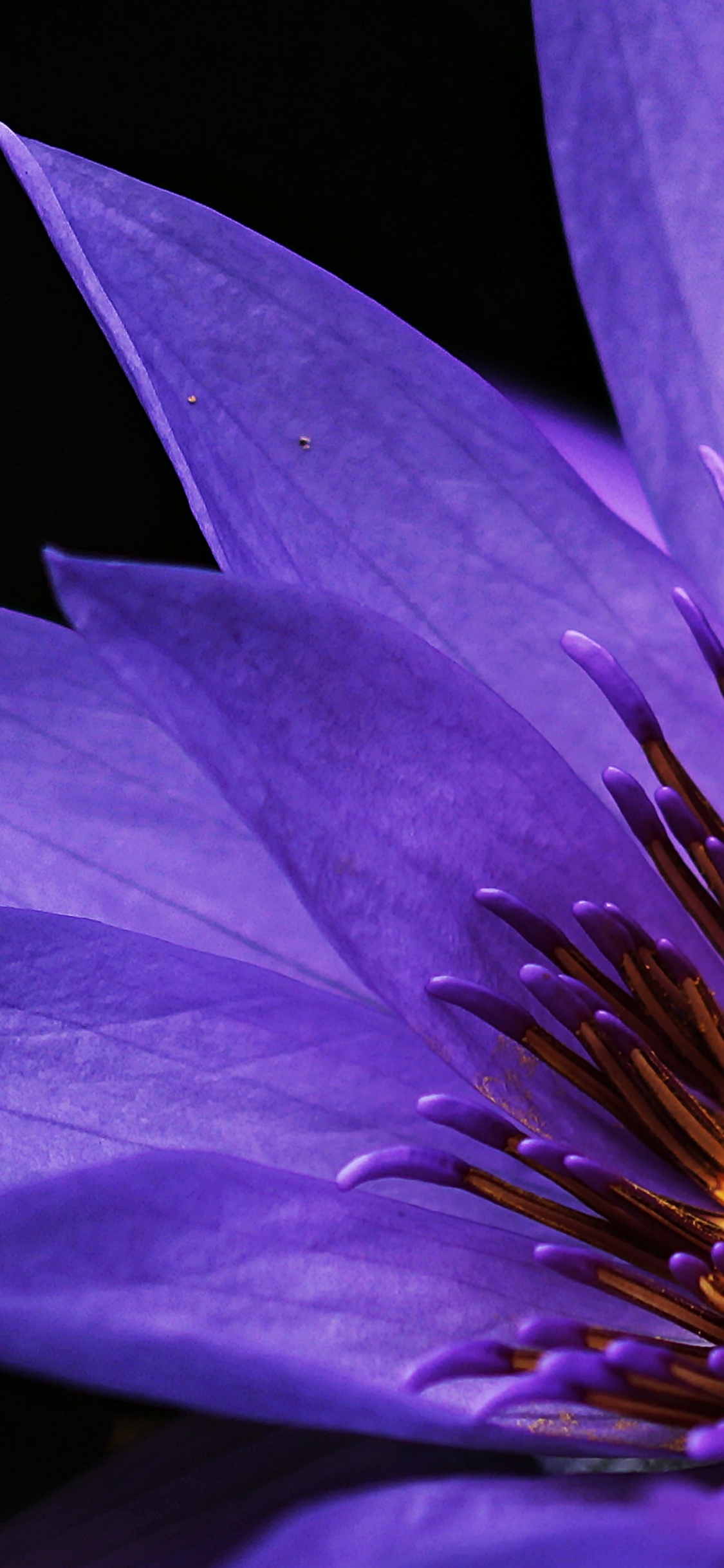 Fleur Violette Sur Fond Noir. Wallpaper in 1125x2436 Resolution