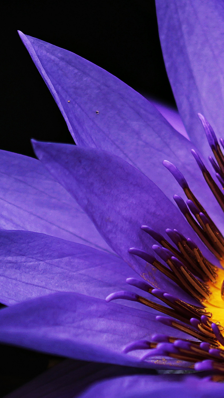 Fleur Violette Sur Fond Noir. Wallpaper in 750x1334 Resolution