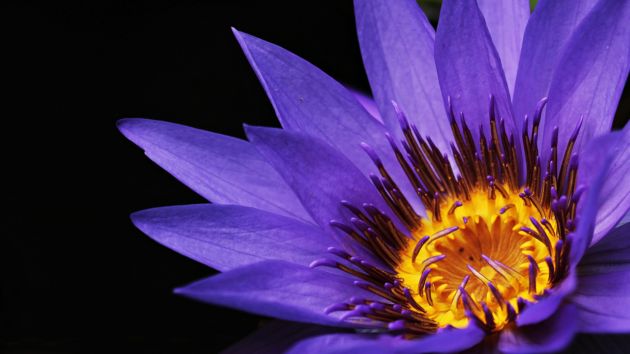 Flor Morada en Fondo Negro. Wallpaper in 1280x720 Resolution