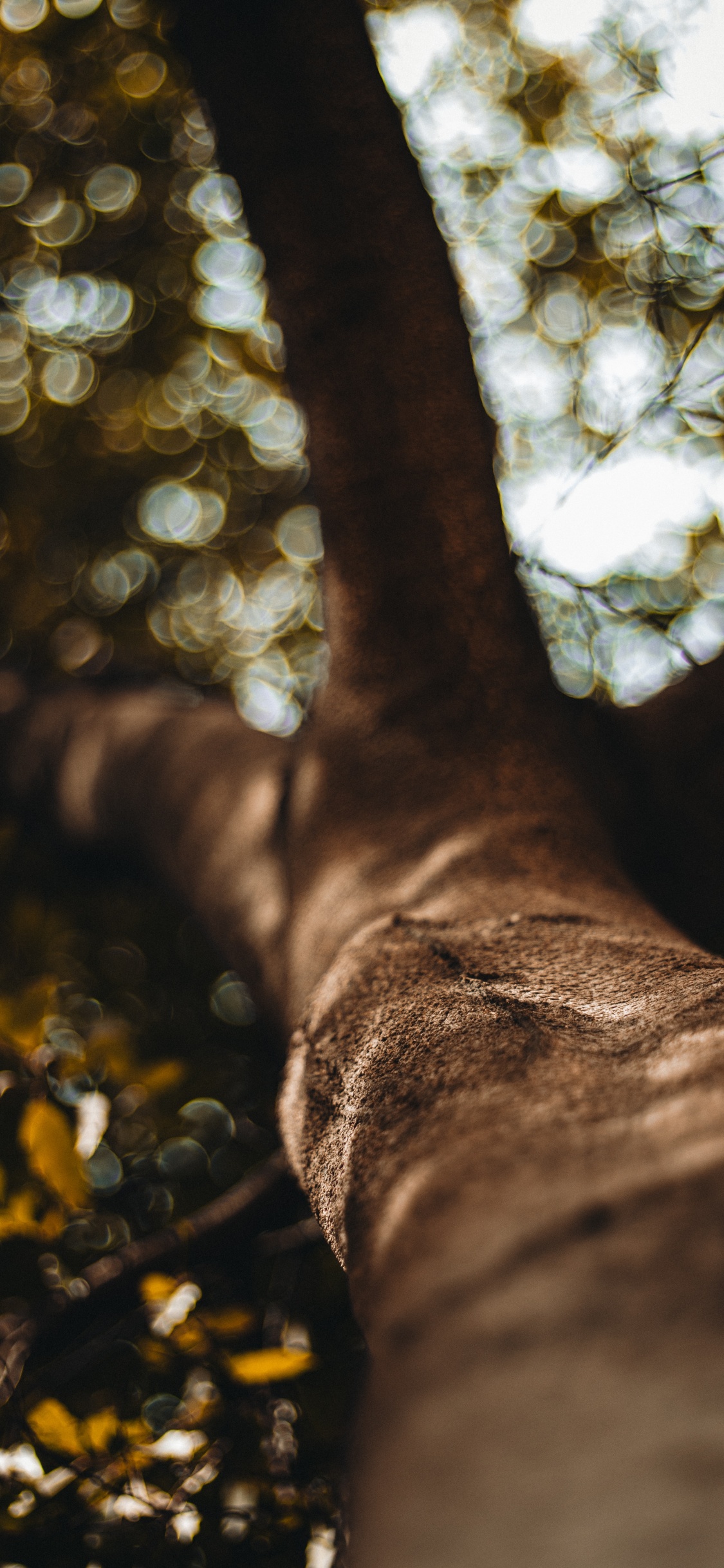 Brown Tree Trunk in Close up Photography. Wallpaper in 1125x2436 Resolution