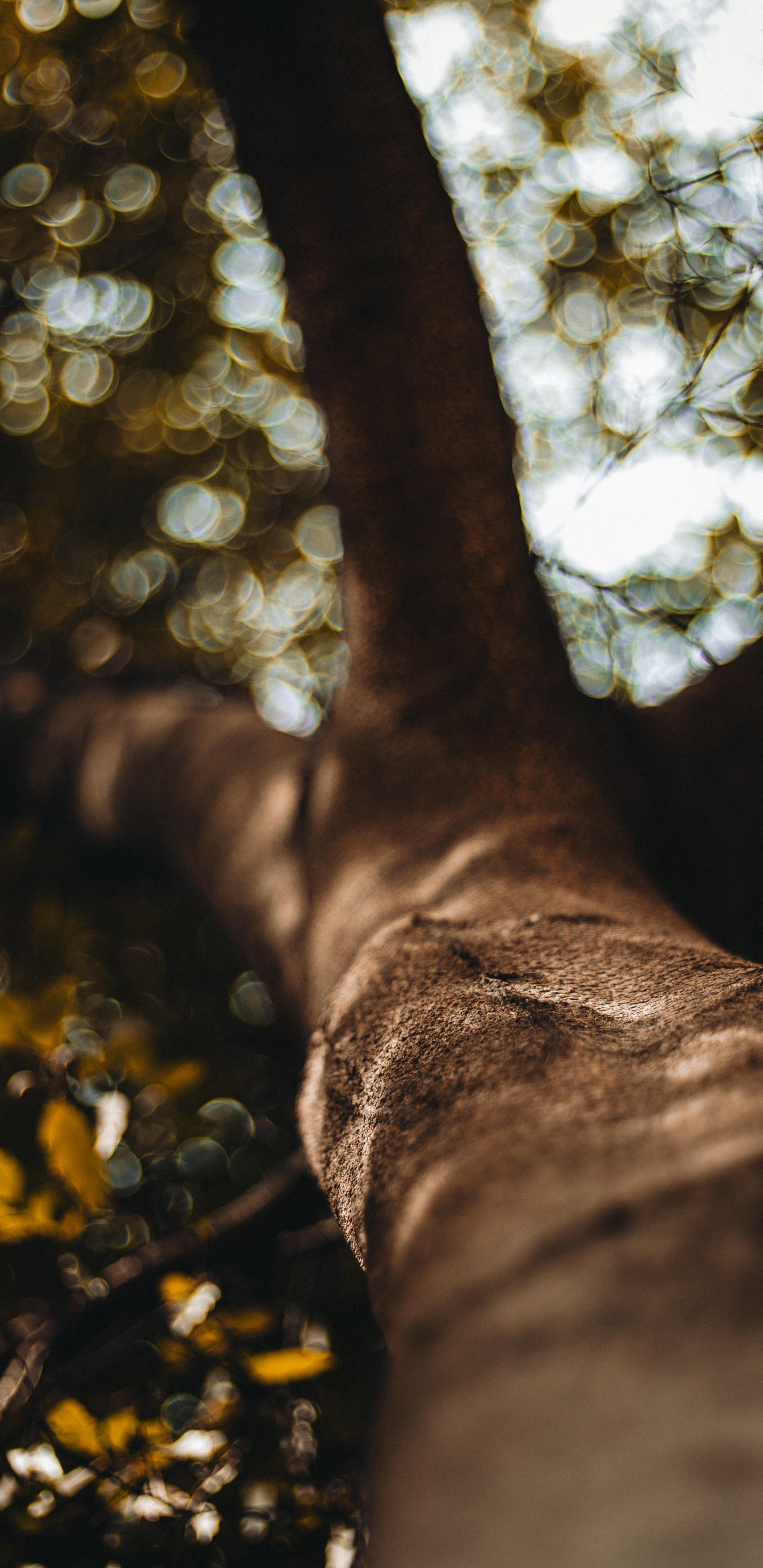 Tronc D'arbre Brun en Photographie Rapprochée. Wallpaper in 1440x2960 Resolution